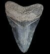 Serrated, Fossil Megalodon Tooth - Georgia #77529-1